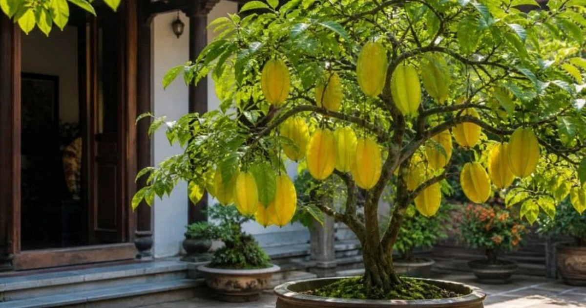 Nên trồng khế ngọt hay khế chua trước nhà để phong thủy tốt, thu hút vận may?