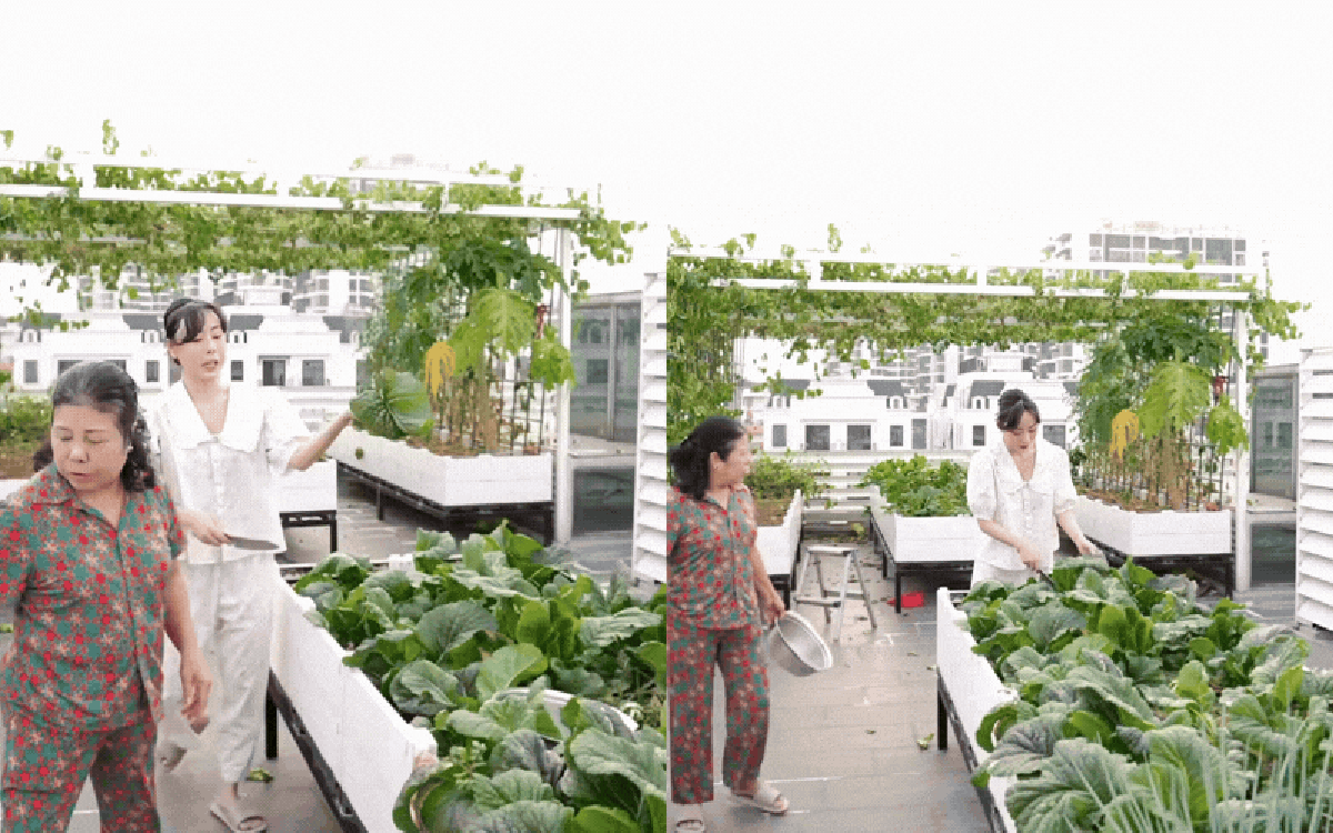 “Phú bà Long Biên” khoe vườn rau sân thượng sau 2 năm chăm sóc: Xanh mướt xịn nức nở, chị em nhìn chỉ muốn về nhà trồng ngay