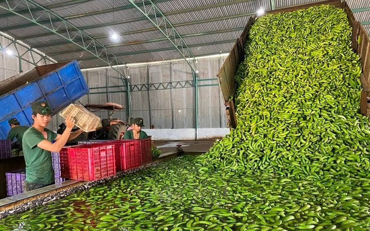 Sau sầu riêng, một 'siêu thực phẩm' của Việt Nam đang thu nghìn tỷ nhờ Trung Quốc: thuế xuất khẩu 0%, lợi nhuận cao gấp 8 lần trồng cao su