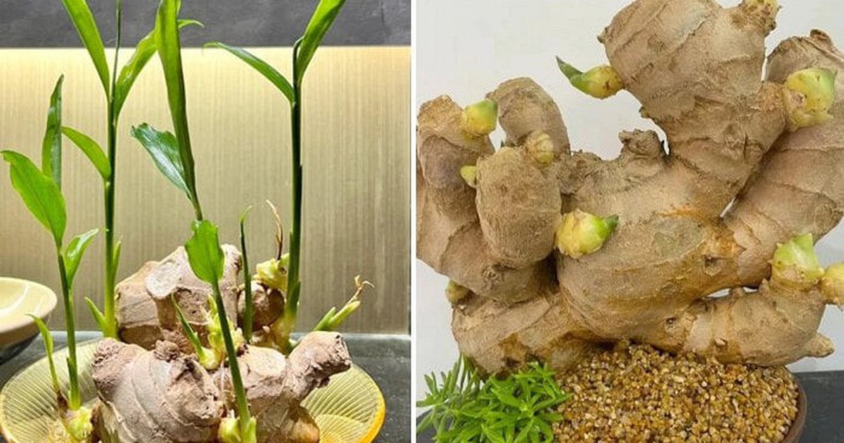 Nhà nào đang trồng gừng nên biết 4 điều quan trọng