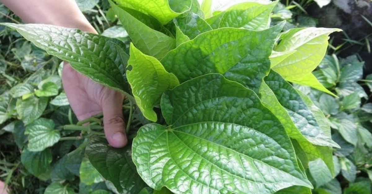 Nhà nào đang trồng lá lốt nên biết 4 điều quan trọng