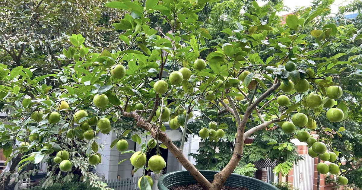Nhiều gia đình trồng cây chanh trong sân vườn, hóa ra không chỉ để lấy lá, quả