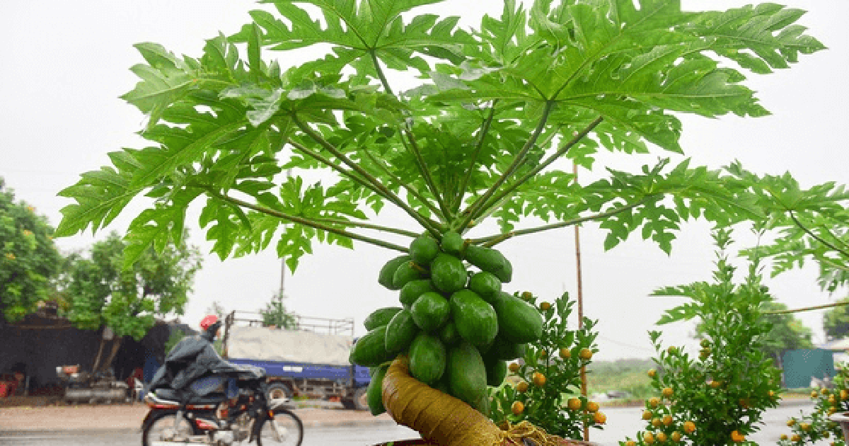 Nhiều gia đình trồng đu đủ trong sân vườn, hóa ra không chỉ để lấy quả