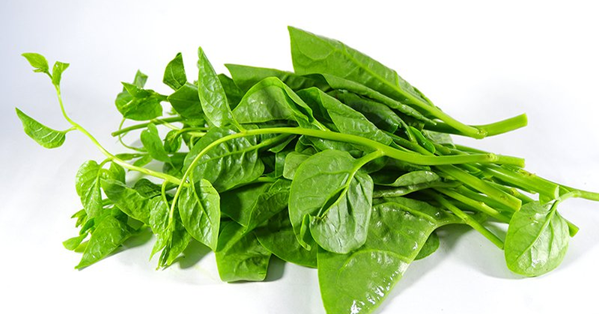 Lời khuyên đến tất cả các gia đình đang trồng cây mồng tơi để ăn