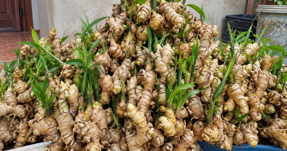 Tin vui cho những người đang trồng gừng