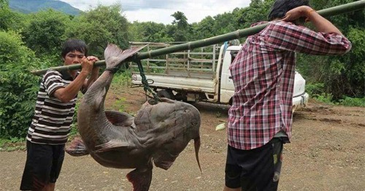 "Thủy quái" mệnh danh "sát thủ săn mồi" dưới lòng Sông Đà: Thuộc hàng Ngũ quý hà thủy