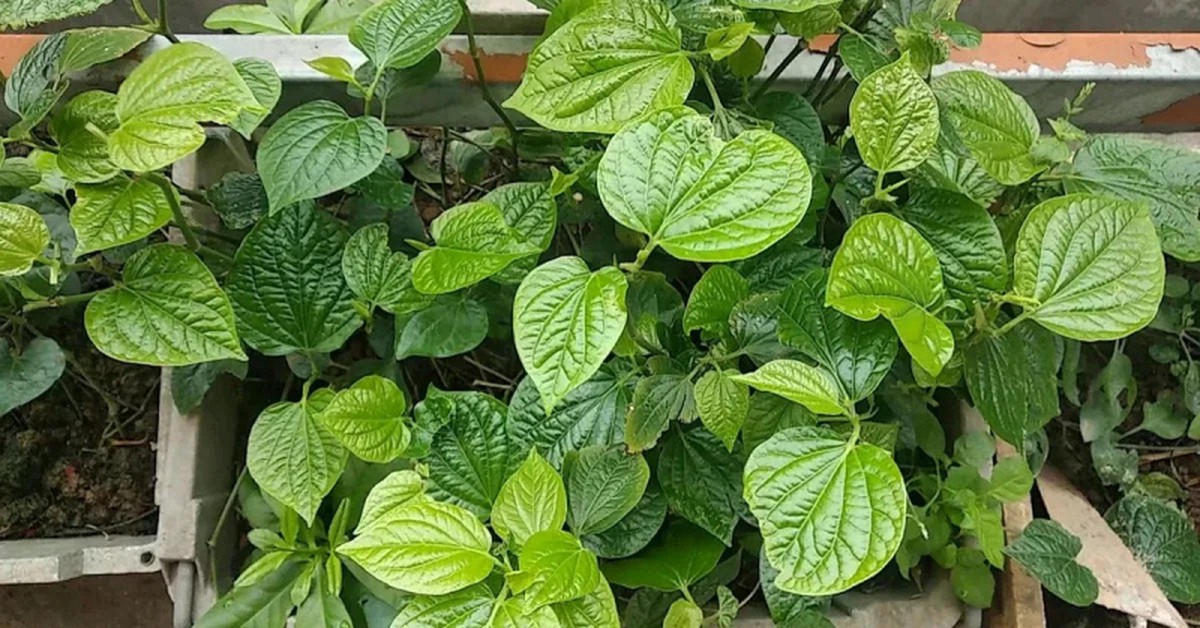 Tin vui cho những người đang trồng lá lốt
