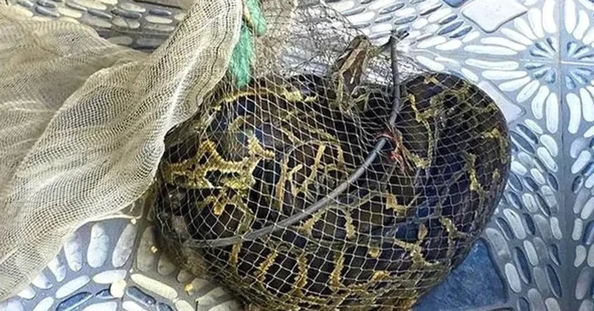 Đi thăm đồng, người đàn ông Hà Tĩnh bắt được trăn đất nặng 9kg