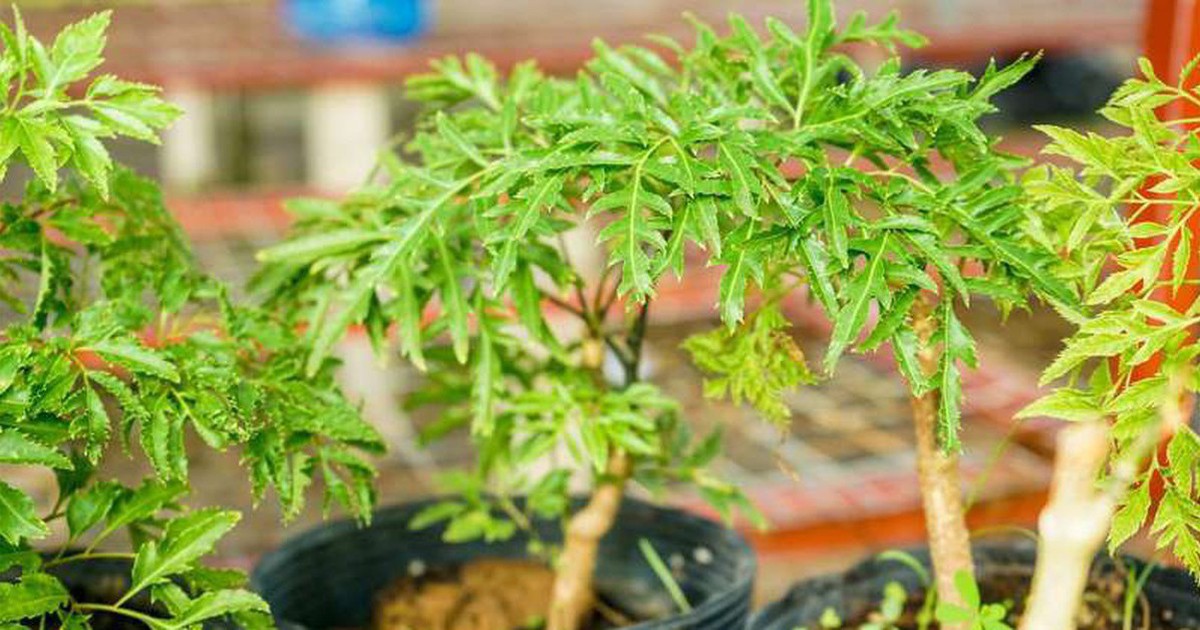 Nhiều nhà trồng đinh lăng trước cửa, hóa ra còn có lý do đặc biệt này