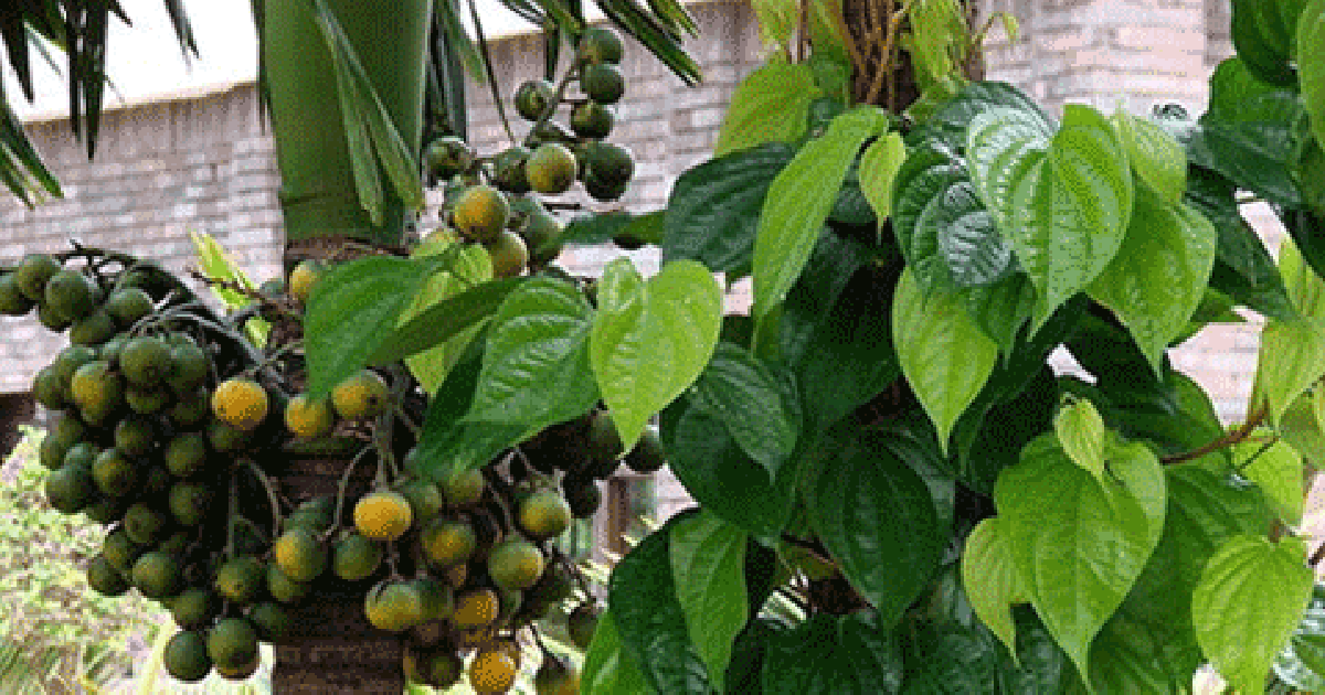 Nhiều gia đình trồng cau trước nhà, hóa ra không chỉ để lấy quả, làm cảnh