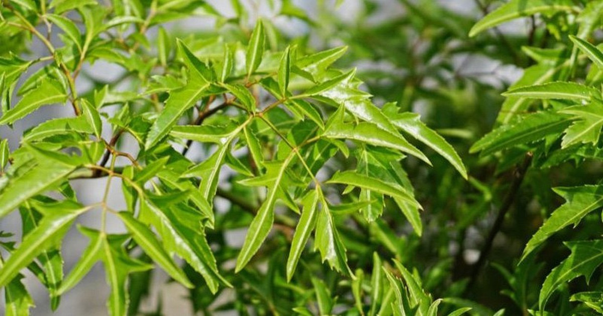 Tin vui cho những người đang trồng đinh lăng
