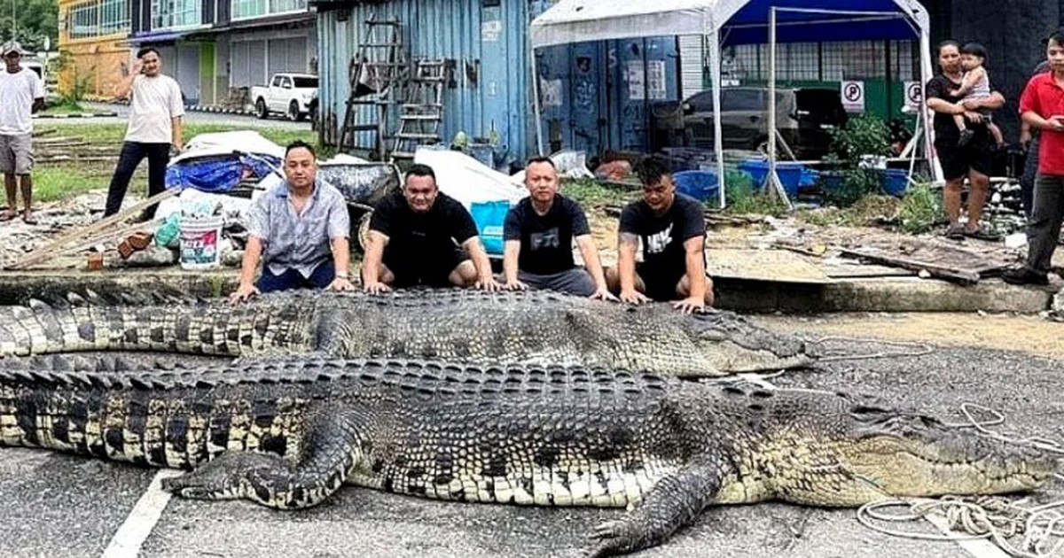 Bắt được "quái thú" dài 5,5 m ở nước láng giềng Việt Nam: Phải đặt bẫy suốt 3 ngày mới hạ được