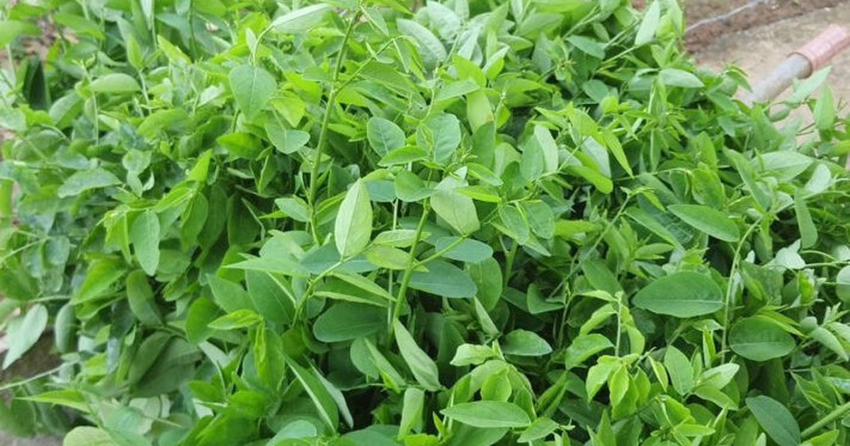 Tin vui cho những người đang trồng rau ngót