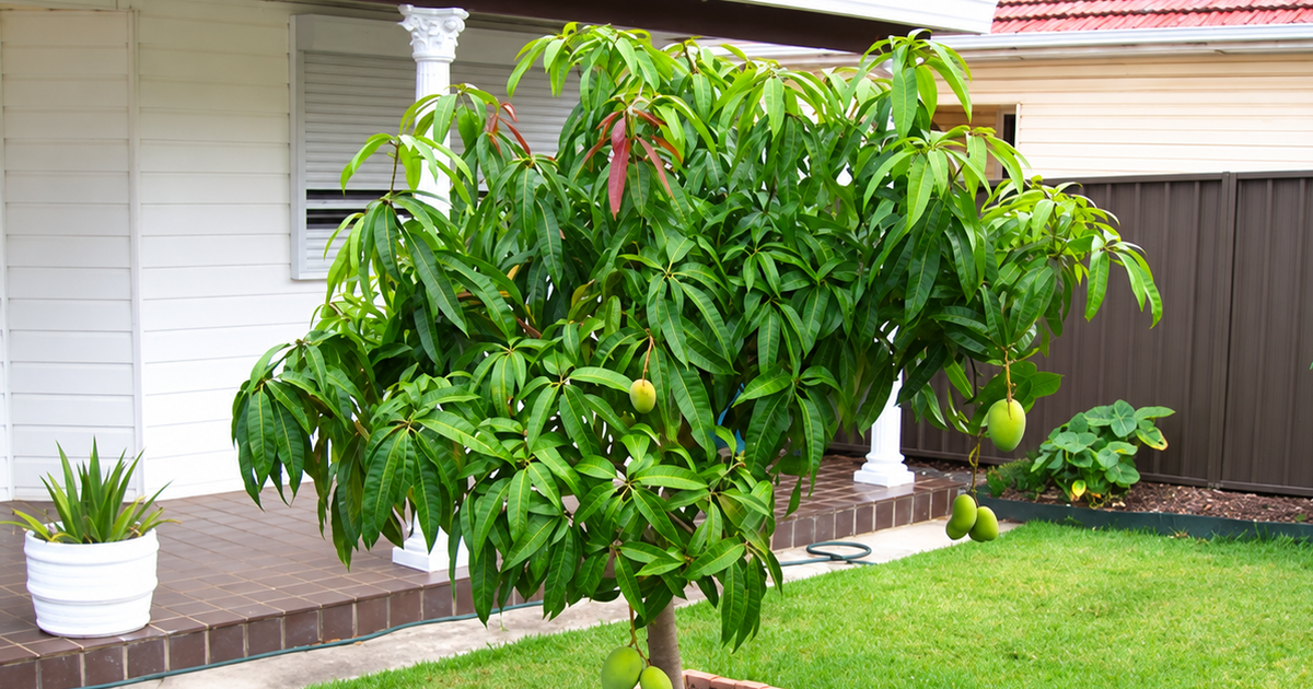 Nhiều gia đình trồng xoài trong sân vườn: Hóa ra không chỉ để lấy quả