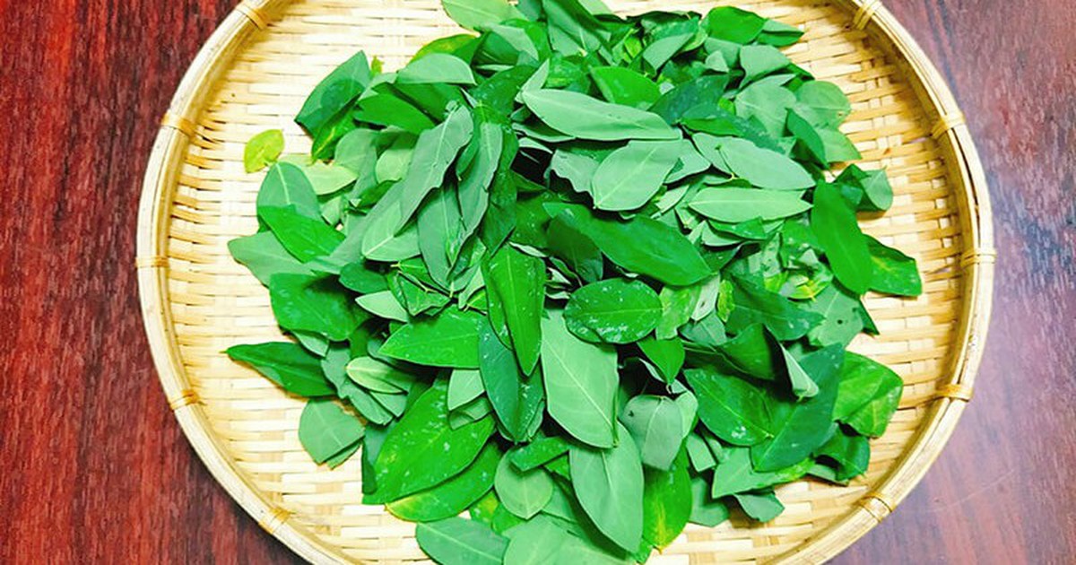 Lời khuyên đến tất cả các gia đình đang trồng cây rau ngót để ăn