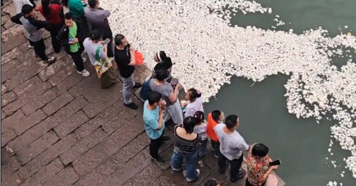 Đang cho cá ăn, hàng loạt du khách bất ngờ thấy mặt sông xuất hiện điều khác thường: Chính quyền vào cuộc