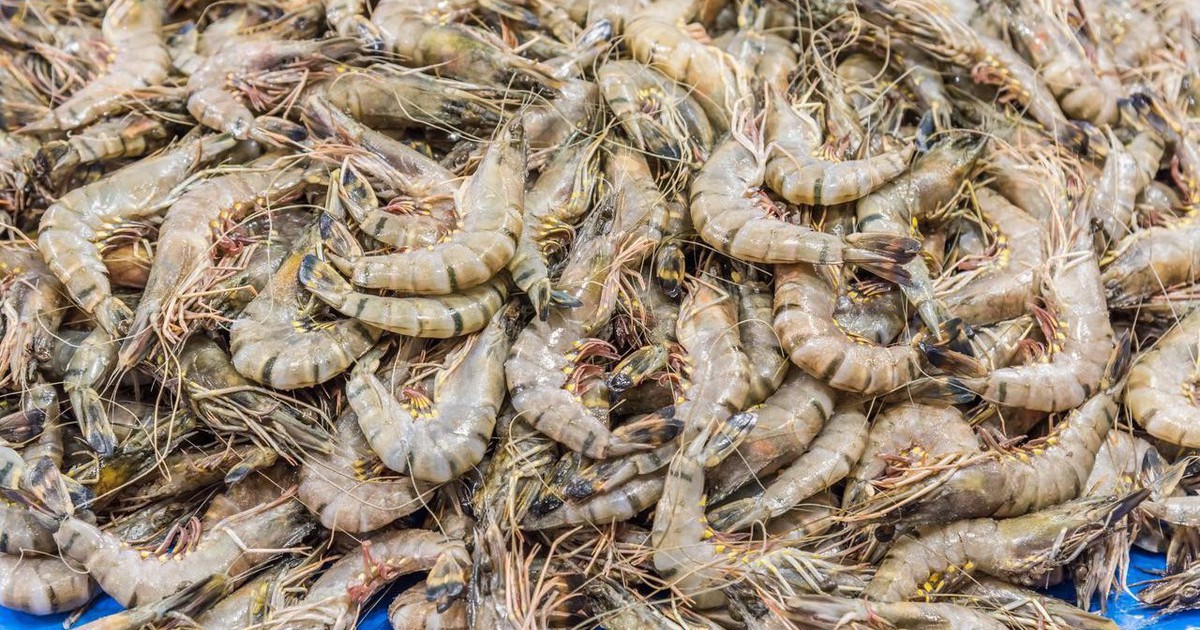 Một ngư dân già chia sẻ mẹo mua tôm: "Tôi không bao giờ cho người thân ăn 5 loại tôm này!"