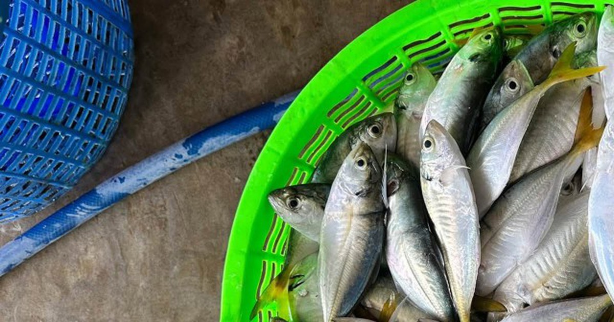 3 loại cá tốt bậc nhất cho người mỡ máu cao, ngừa bệnh tim: Chợ Việt cực sẵn nhưng nhiều người chưa biết mà ăn!