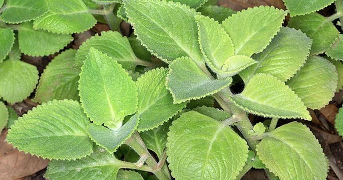Lời khuyên đến tất cả các gia đình đang trồng cây húng chanh