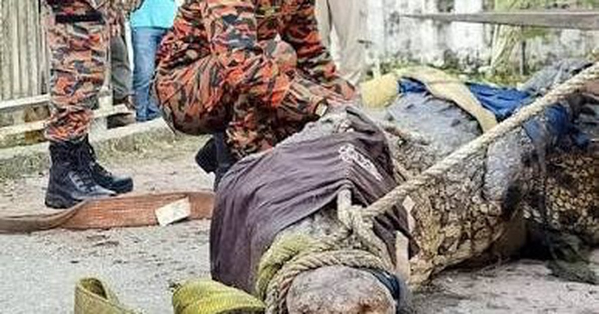Cần thủ vô tình móc trúng "quái thú" dài hơn 4,5m, nặng trên 1 tấn: Kéo lên mới phát hiện điều bất thường
