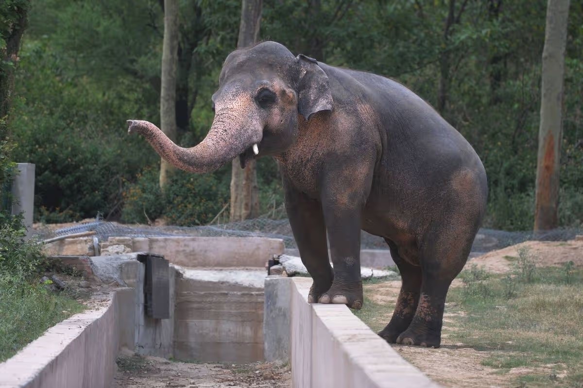 Cuộc giải cứu chú voi cô đơn nhất thế giới bị cầm tù 35 năm bên hài cốt bạn đời