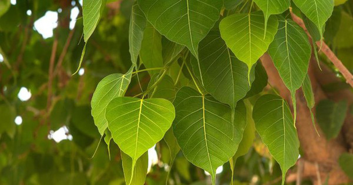 3 loại cây trồng trong sân nhà sẽ cản tài lộc