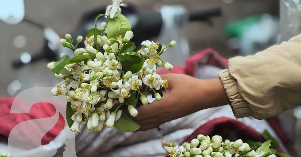 Đặc sản tháng 3 Hà Nội đã xuất hiện!