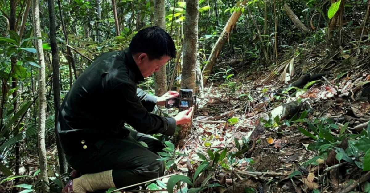 Chim quý sà xuống ngay trước mặt, đuổi cũng không đi, chuyên gia Việt Nam khẳng định: "Đây là tin cực vui"
