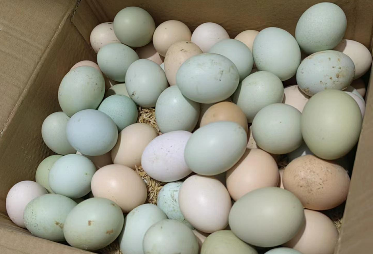 Nghiên cứu phát hiện thời điểm trứng để ở nhiệt độ phòng bị nhiễm khuẩn