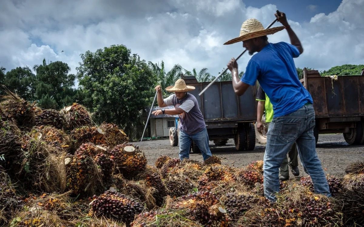 Giá xăng, giá dầu tăng chóng mặt, loại dầu được coi là 'nhiên liệu tương lai' này có lên ngôi?