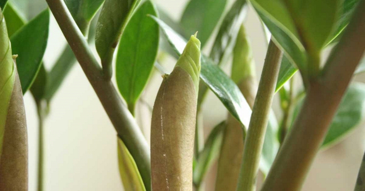 "Cây tiền" đến từ châu Phi nhưng lại là cây phong thủy quốc dân của cả châu Á: Mời gọi quý nhân, kích tài lộc rất tốt