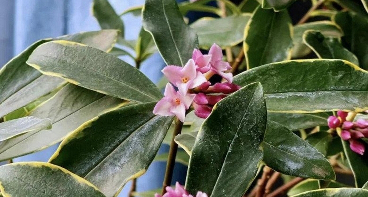 3 loài hoa dễ trồng, chạm đất là sống: Vài năm sau thân còn hóa gỗ, dáng đẹp như bonsai tiền triệu