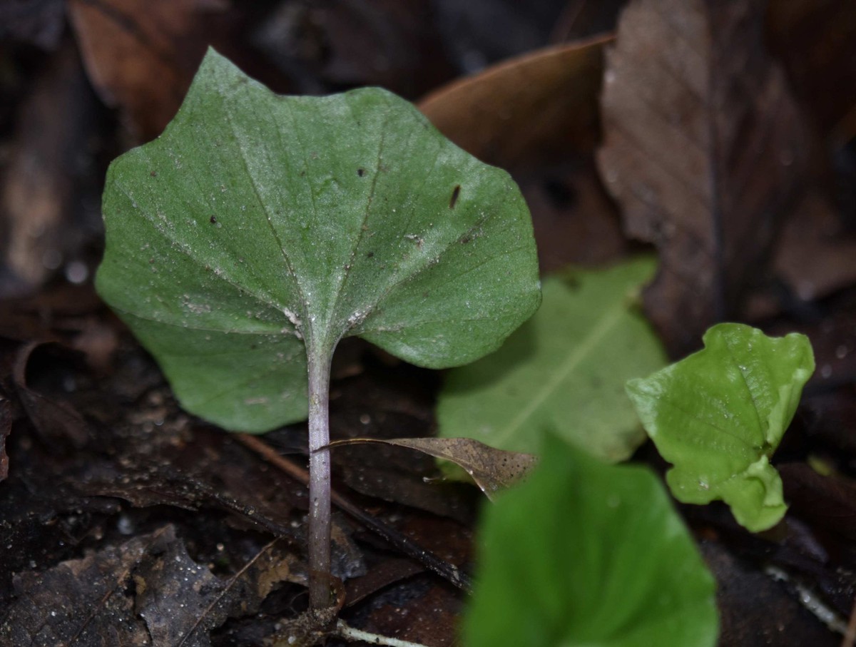 Việt Nam sở hữu "báu vật dược liệu" kỳ lạ, hiếm có như lá diêu bông
