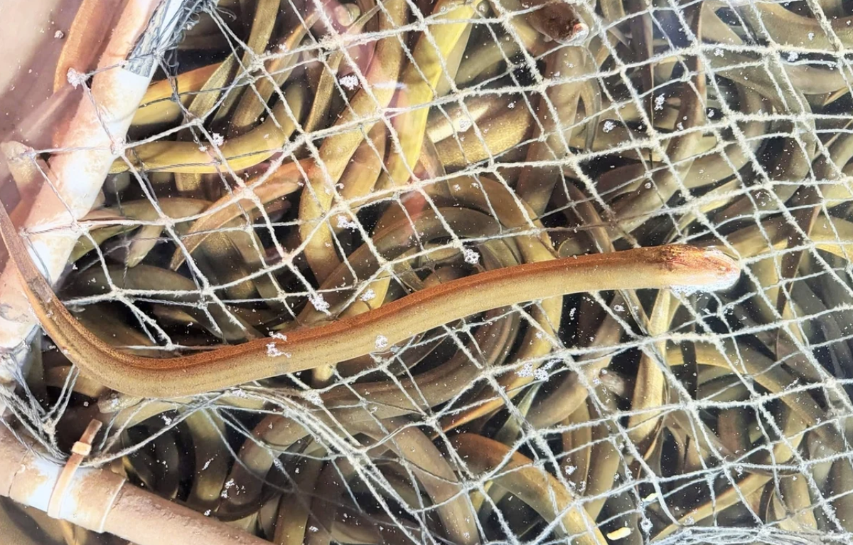 Bỏ vốn 20 triệu nuôi "nhân sâm dưới nước", anh nông dân Hà Tĩnh thu hơn 6,6 tỷ đồng/năm