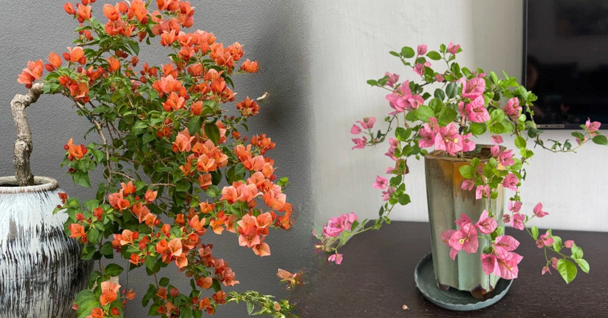 Giải mã cơn sốt chưng hoa giấy bonsai mini: Cây đong đầy năng lượng dương giúp xua tà khí, nhà chật mấy cũng rước được vượng khí vào nhà