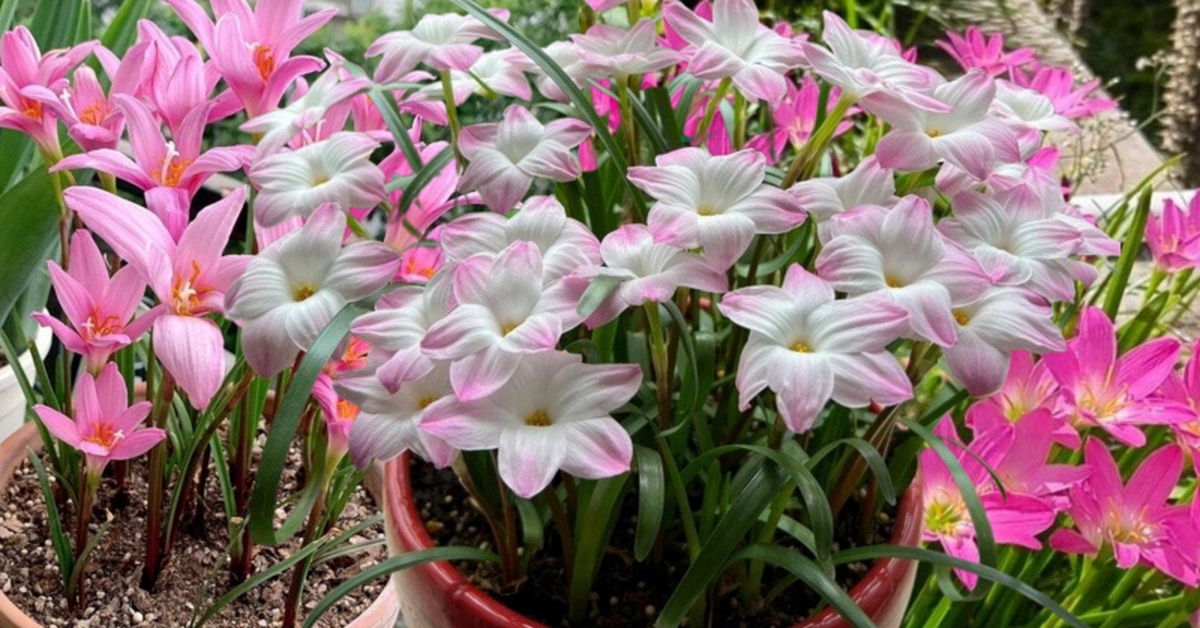 Đây là "cỗ máy nở hoa" trong nhà: Càng gặp mưa gió càng bung nụ, đẹp quanh năm chấp mọi loại thời tiết