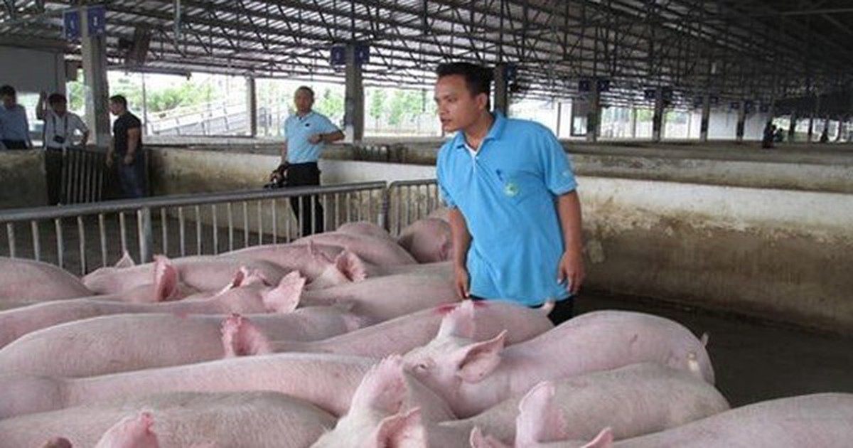 Hộ kinh doanh bán lợn thịt có phải xuất hóa đơn không? Thuế TP. Hà Nội trả lời