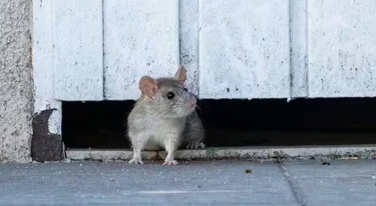 Vứt thứ này ra vườn, chuột tự nhiên "tránh xa ba mét", cây cối được “yên thân”