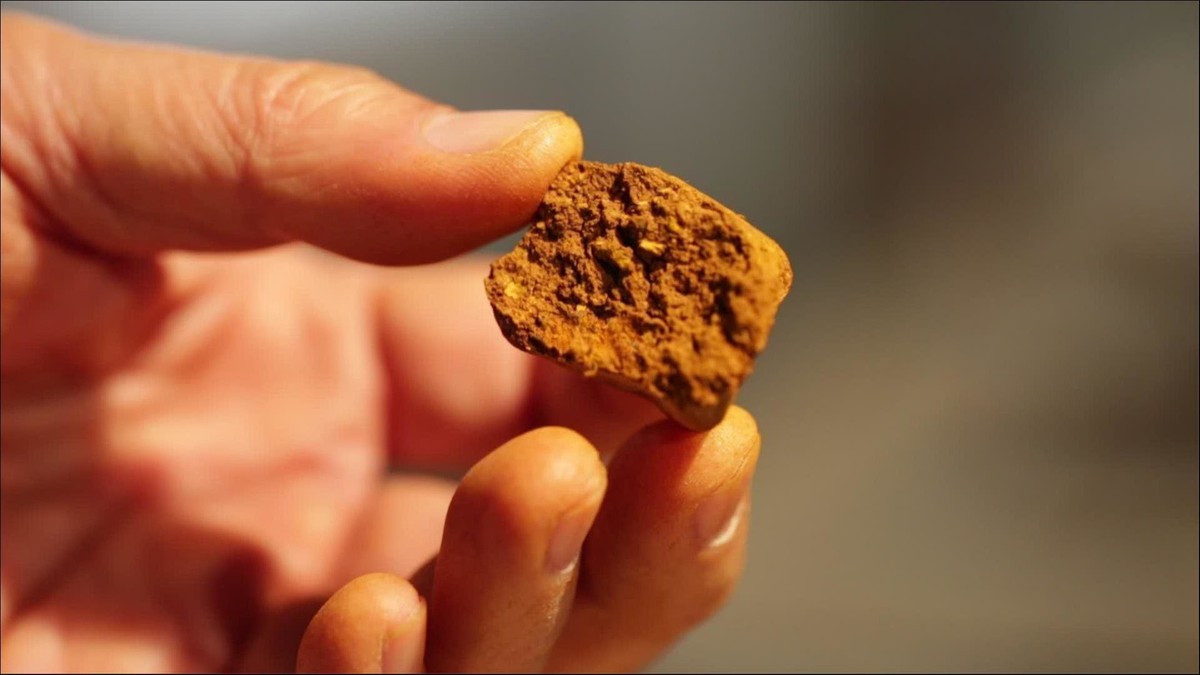 Thứ có trong nội tạng bò đắt hơn vàng: Dược liệu hiếm đắt đỏ bậc nhất thế giới, giá gần 7 tỷ đồng/kg