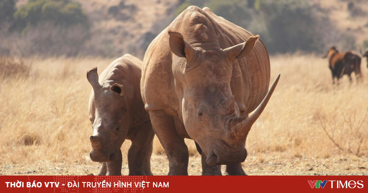 Từ vụ Chu Đăng Khoa bị bắt: buôn bán động vật hoang dã bị xử lý thế nào?