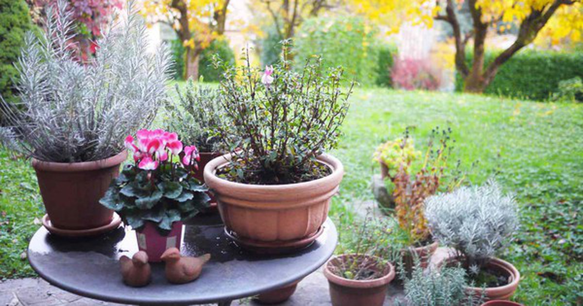 7 loại cây mang lại may mắn, nên trồng ngay trong vườn nhà