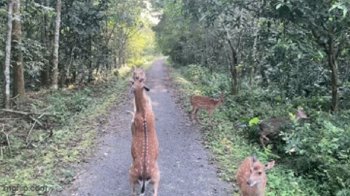 Clip 2 con hươu sao "đánh nhau" gây sốt: Một chỉ số ở Vườn quốc gia Cúc Phương bỗng tăng vọt