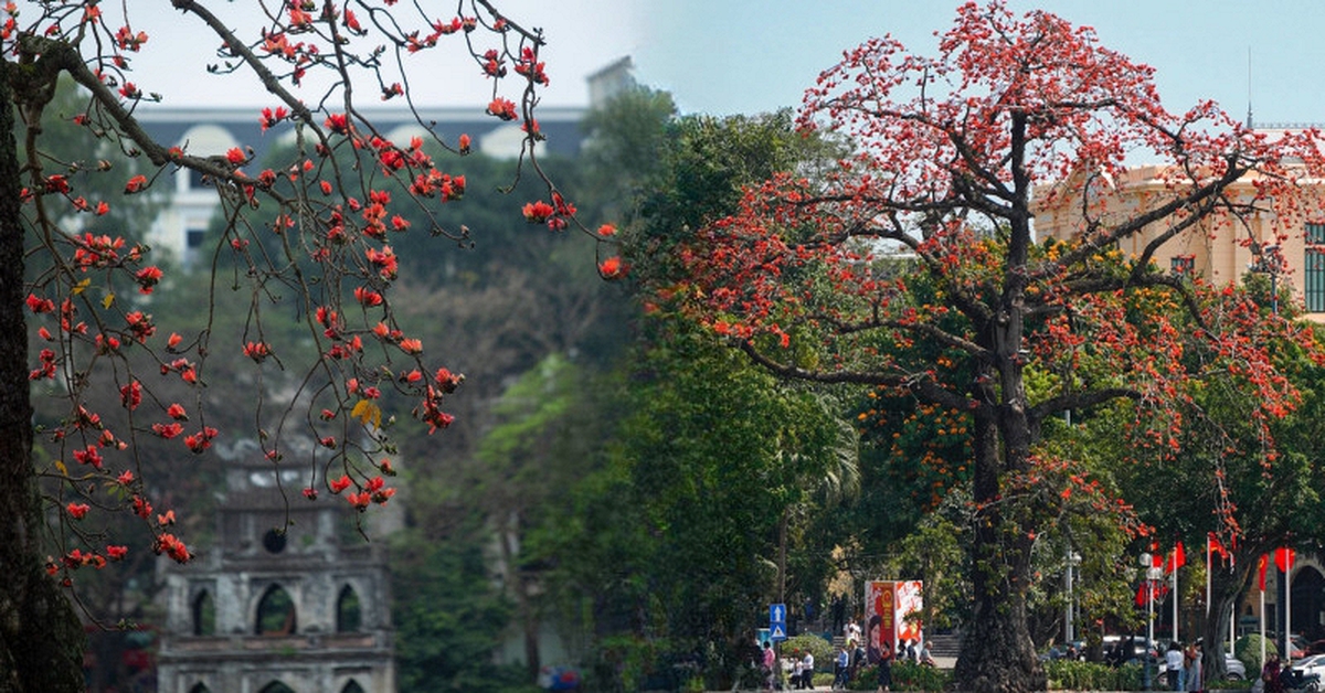 Ngắm "cụ gạo" trăm tuổi rực rỡ góc trời Hà Nội: Ký ức tuổi thơ quen thuộc của bao thế hệ mỗi độ tháng 3 về