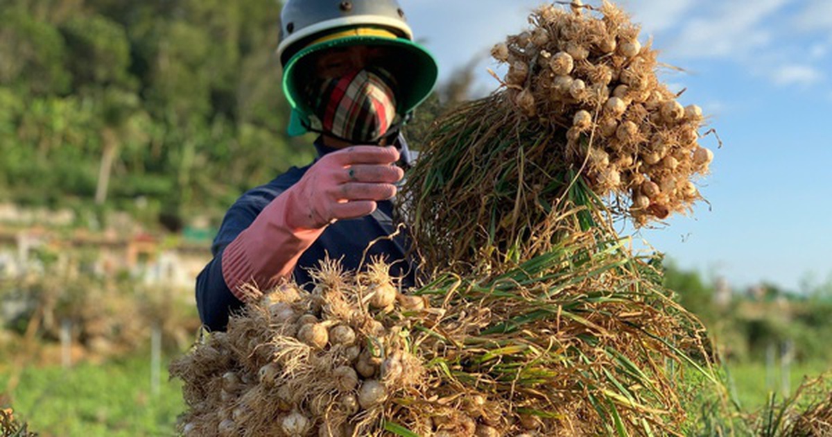 Nông dân Lý Sơn khóc ròng vì "vàng trắng" mất giá