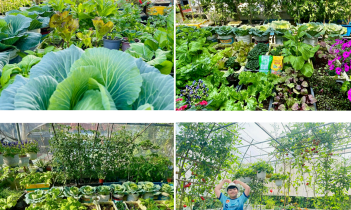 Ngắm khu vườn sân thượng “mùa nào thức nấy” rộng 85m2 của gia đình Đà Nẵng