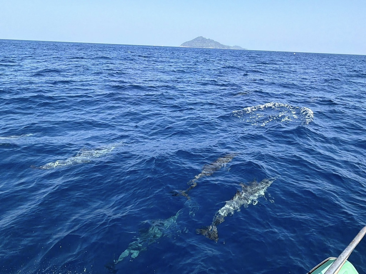 Tuần tra tưởng ảo giác khi thấy hơn 100 sinh vật trồi lên giữa biển, chuyên gia nói: Hiện tượng cực hiếm