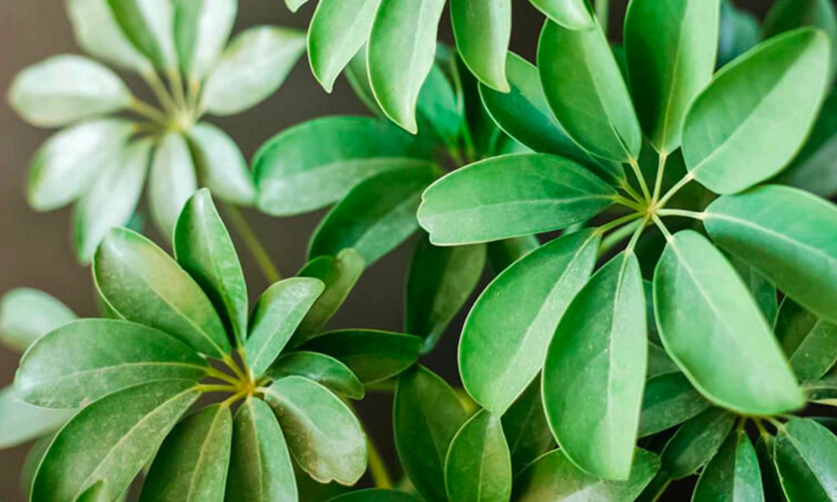 3 loại cây đặc biệt phù hợp với tuổi 40 trở lên: Biết trồng thì thể chất và tinh thần đều đi lên