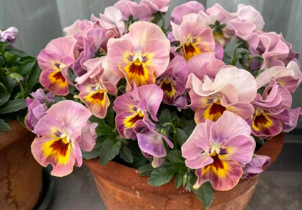 5 loài hoa nở 200 ngày mỗi năm, không biết mệt là gì: Đẹp hơn hoa hồng, thơm hơn mộc hương, chăm cực dễ