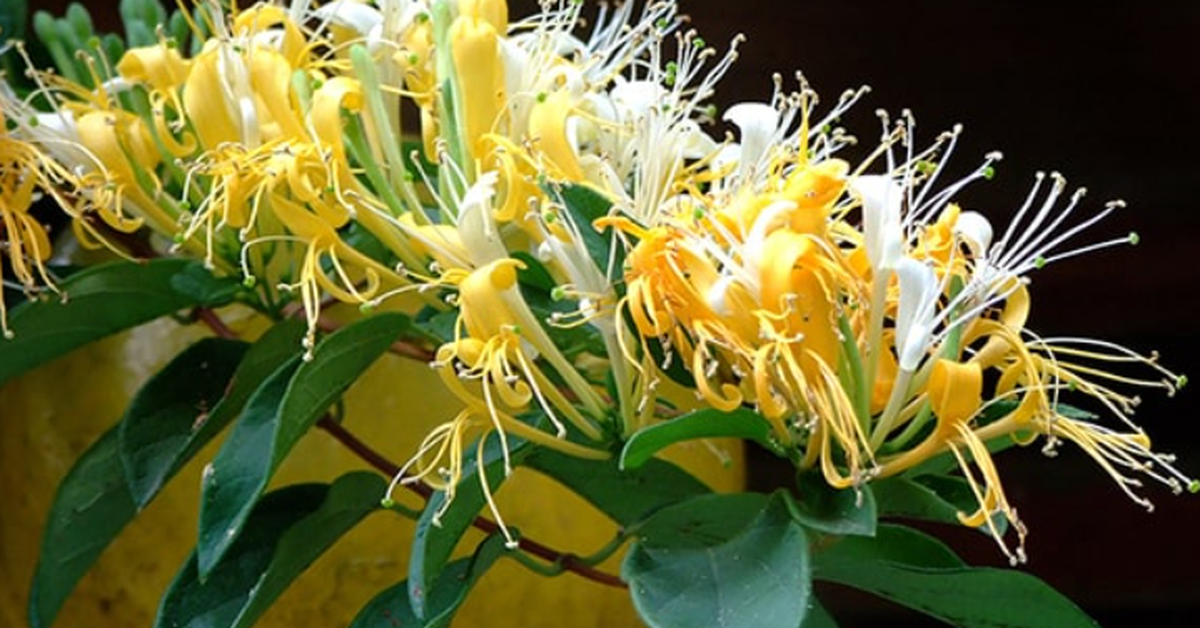 Loài cây trồng phòng khách xanh mướt quanh năm, hễ nở hoa còn là "điềm lành hiếm gặp", hút tài lộc đỉnh cao