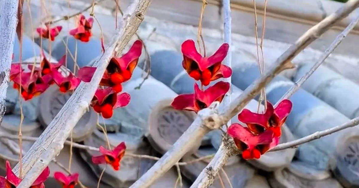 4 cây trồng trước cửa "hút tài lộc" mạnh hơn cả kim tiền, nhà giàu Trung Quốc âm thầm trồng từ lâu